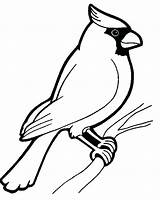 Robin Coloring Pages Red Bird Getdrawings sketch template