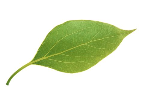 leaf png transparent images png