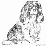 Cavalier Charles King Spaniel Drawing Dog Pages Coloring Bred Stock Pure Illustration Vector Line Cteconsulting Depositphotos Template Pies Preview sketch template