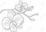Orchid Clipart Sketch Clipground Flower Line Orchids Paintingvalley Vector Gif sketch template
