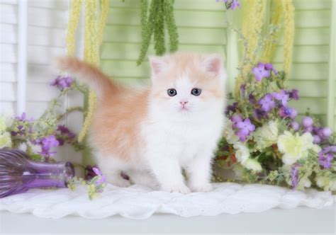 Teacup Exotic Short Hair Kitten For Saledesigner Persian