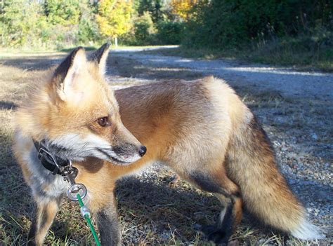 filepet red fox ron vulpes vulpes fulvusjpg wikipedia
