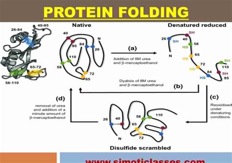 protein folding csir neticmrdbt life sciences educational consultant