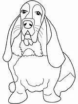 Basset Hound Coloring Pages Beagle Dog Bassett Dogs Book Coon Drawing Printable Color Adults Schnauzer Miniature Books Getcolorings Getdrawings Cats sketch template