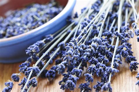 introducing lavender essential oil alrightnow