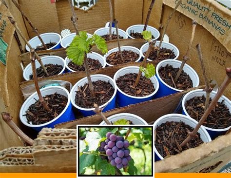 grow grapes  cuttings  growing grapes   seed