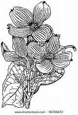 Cornus Dogwood Blossom Flowering Designlooter sketch template