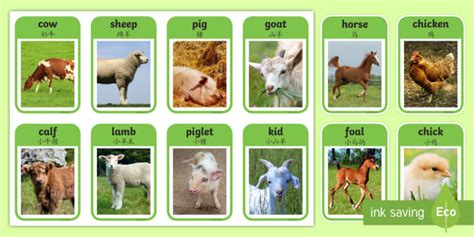 farm animal flashcards teacher