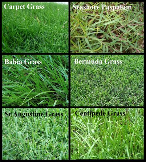 types  grass  orlando lawn irrigation hessenauer sprinkler