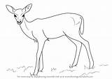 Deer Draw Fawn Baby Step Drawing Animals Sketch Zoo Pencil Aka Learn Drawings Paintingvalley Getdrawings Drawingtutorials101 Sketches sketch template