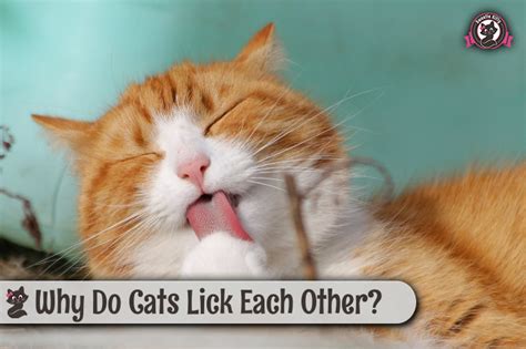 Why Do Cats Lick Each Other Sweetie Kitty 2020