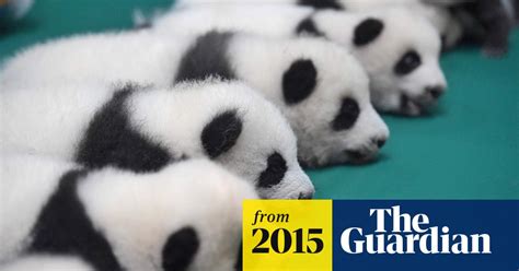 Six Sets Of Giant Panda Twin Cubs On Show Together In