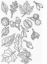 Imprimer Coloriage Herbst Feuille Kleurplaat Eikels Automne Kastanjes Kleurplaten Blaadjes Bomen Coloriages Feuilles Ausmalbilder Noix Glands Dessin sketch template