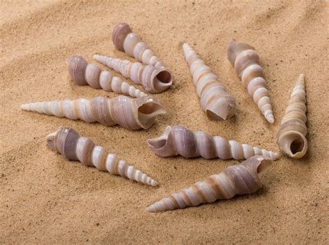 long spiral seashell approx mm diameter  mm long