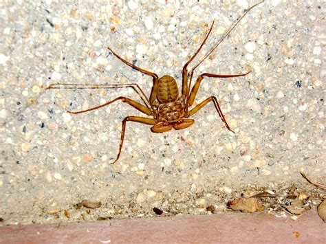 scorpion spider scorpionspider nope wtf