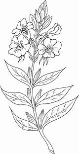 Primrose Primula Biennis Supercoloring Adulti Printmania sketch template