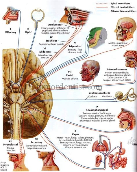 division  cranial nerves based  type  function juniordentistcom