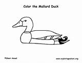 Coloring Mallard Duck Pages Template sketch template