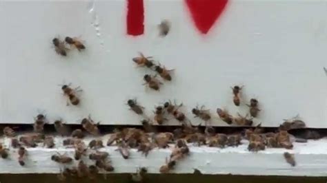 pin  beekeeping