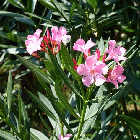 oleander pink green acres nursery supply