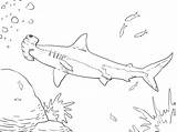 Shark Coloring Pages Megalodon Color Printable Fish Print sketch template
