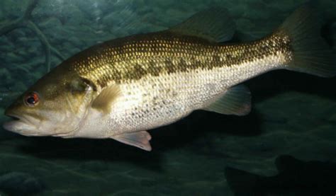 filelargemouth bass fish underwater animal  natural habitat