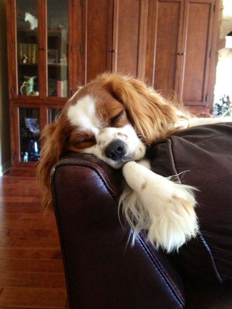 1281 best images about cavalier king charles spaniels on pinterest spaniels cavy and tans