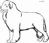 Newfoundland Coloring Pages Getcolorings Dog sketch template