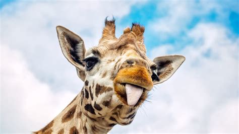 the internet s most famous pregnant giraffe still hasn t given birth