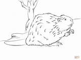 Beaver Coloring Pages Printable Color Designlooter Drawing Tablets Compatible Ipad Android Version Click Online Drawings Dot sketch template