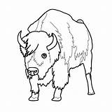 Bison Coloring Pages Buffalo Bill Printable Kids Bills Bullet Print Coloriage Animaux Animals Animal Dessins Imprimer American Color Getcolorings Colorier sketch template