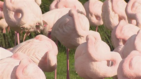schooltv waarom staan flamingos vaak op een  om warm te