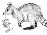Rock Wallaby Coloring Designlooter 86kb 605px Drawings sketch template
