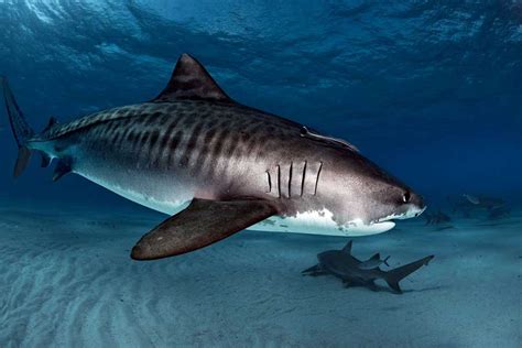 tiger sharks perfect scavengers epic diving