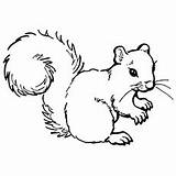 Squirrel Coloring Pages Printable Grey Color Squirrels Kids Clipart Busy Momjunction Online Am Drawing Sheets Interesting Keep Child Clipground Categories sketch template