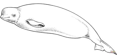 cute beluga whale coloring page  printable coloring pages