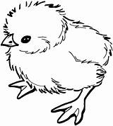Chick Baby Coloring Pages Printable Chicks Chicken Clipart Categories sketch template