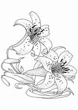 Lilie Kolorowanki Malvorlagen Malen Lilien Lilies Bordar Dover Publications sketch template