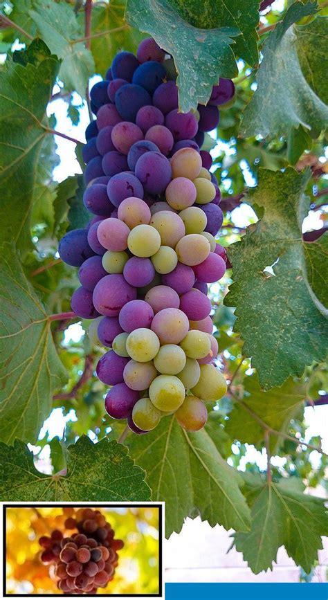 grow grapes  seed  growing grapes   tree grapes fruit
