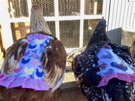 hen couture chickens tulips hen saddle chewycom