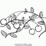 Coloring Cranberries Viburnum Bush Berries Pages sketch template