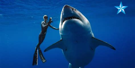 Watch Diver Swims With Massive Great White Shark Nicknamed Deep Blue