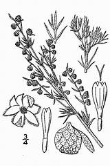 Artemisia Frigida Asteraceae Sagewort Sagebrush Prairie Fringed sketch template