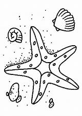 Coloring Starfish Sand sketch template