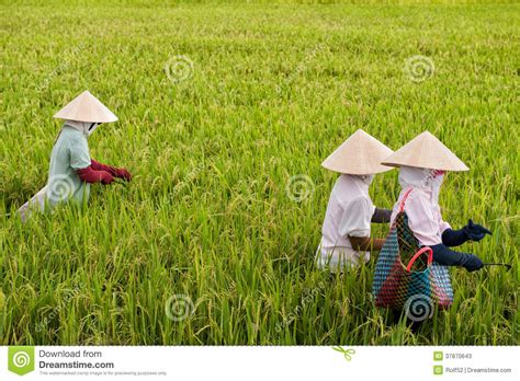 vietnamese women working in a rice paddy editorial stock