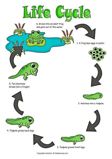 life cycle   frog color poster kiddyhousecom