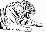 Colorare Disegni Tiger Tigre Supercoloring Disegnare sketch template