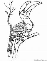 Hornbill Rhinoceros Coloring Pages sketch template