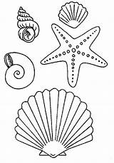 Coloring Shells Pages Beach sketch template