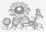 Coloring Pages Nature Kids Flowers Colouring September Sunflower Sunflowers sketch template